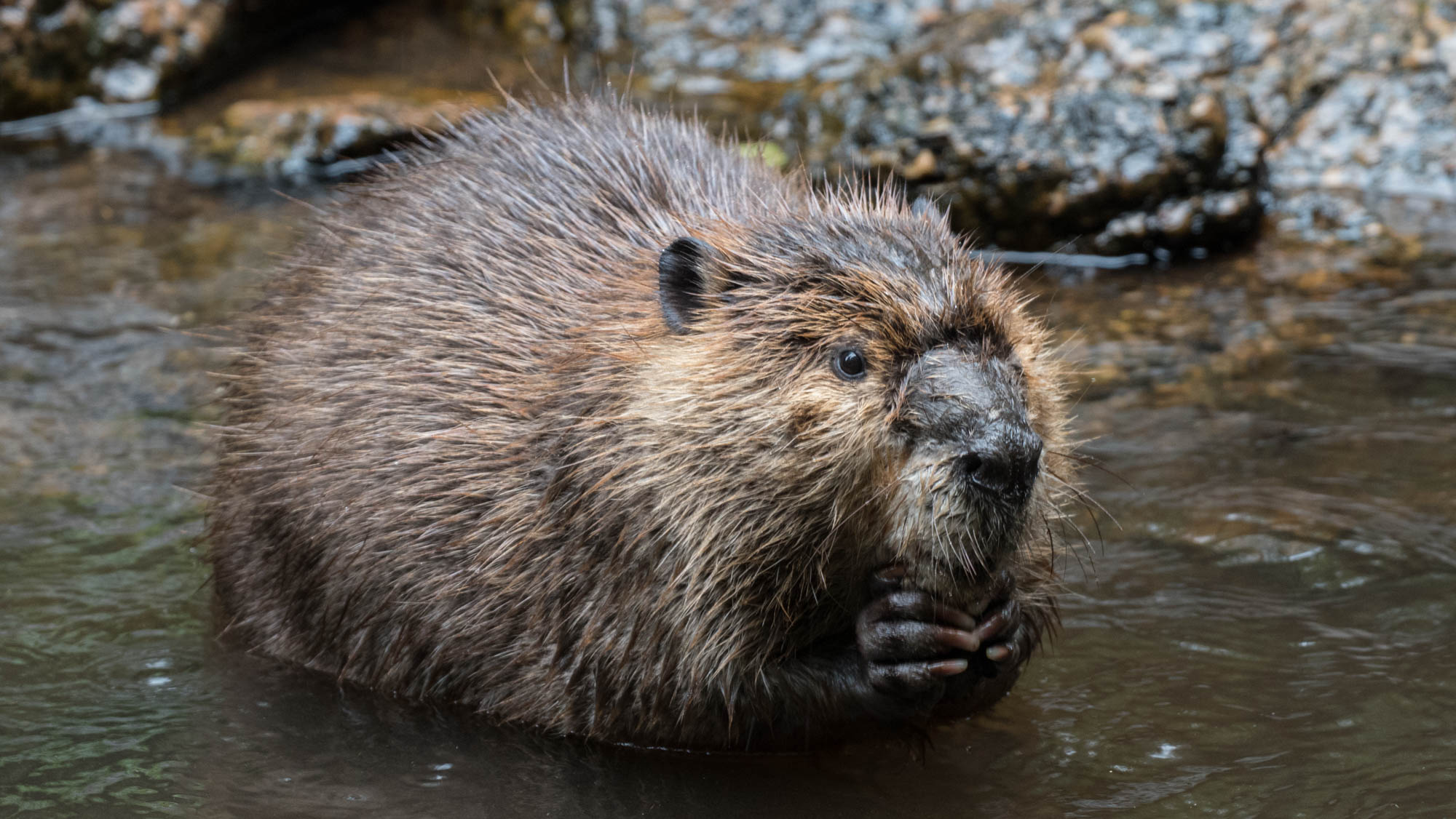 What is a Keystone Species? Defenders of Wildlife